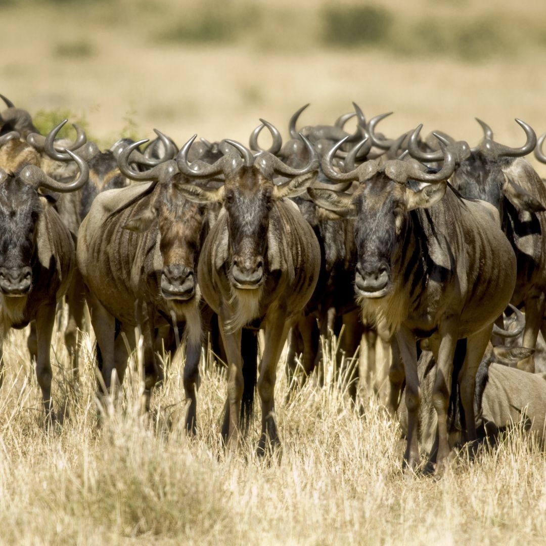 What is the iconic species found in the Maasai Mara National Reserve?