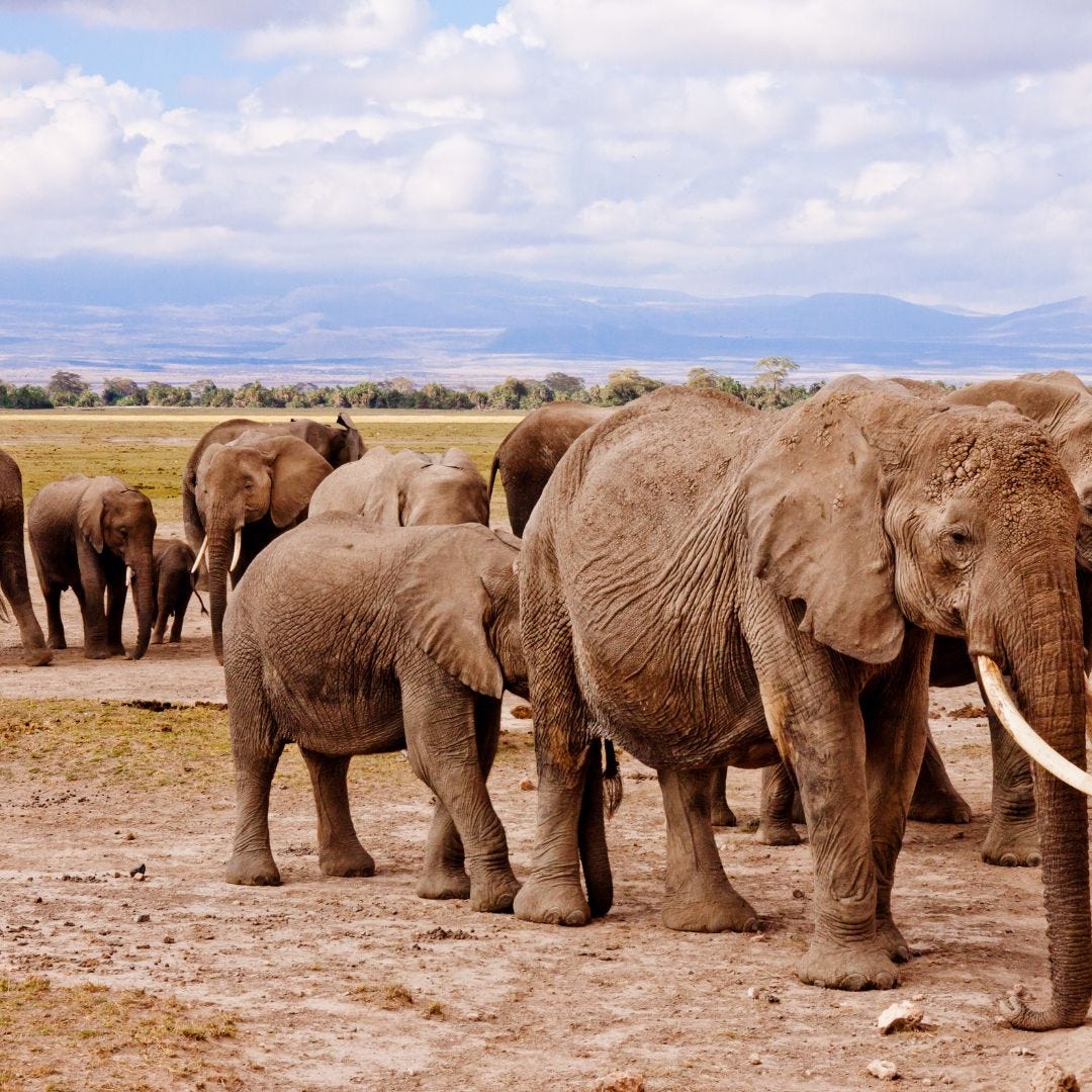 Which famous wildlife migration happens in Nairobi's surrounding areas?