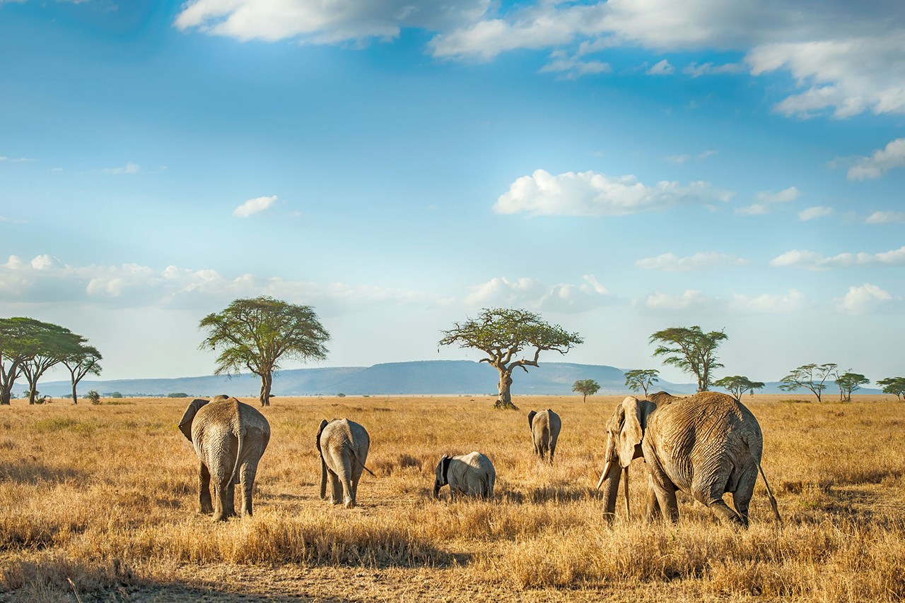 Which famous movie features a safari adventure in Kenya?