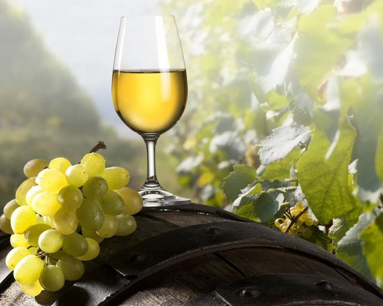 Which grape variety is commonly used to make Pinot Grigio?