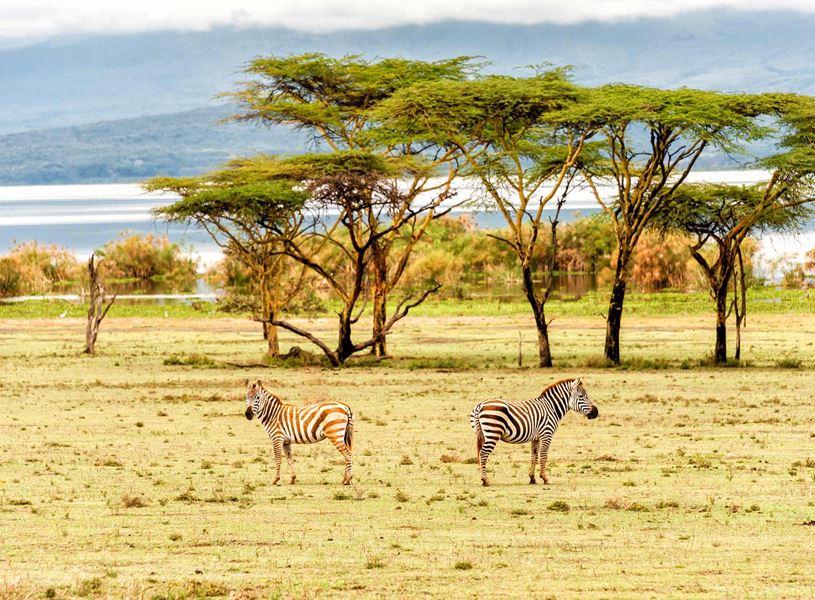 Which coastal city in Kenya is known for its pristine white sandy beaches and vibrant nightlife?