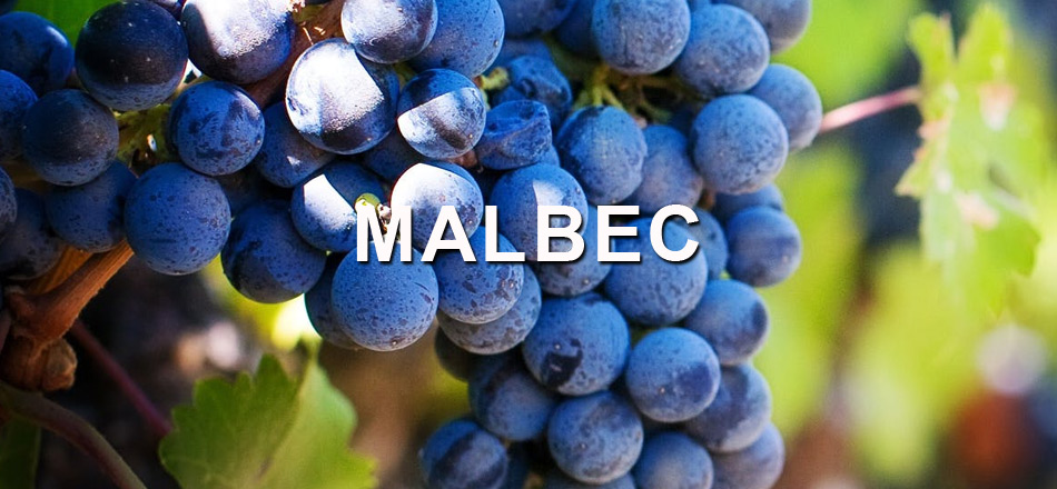 Which grape variety is commonly used to make Cabernet Sauvignon wines?